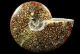 Polished, Agatized Ammonite (Cleoniceras) - Madagascar #88141-1